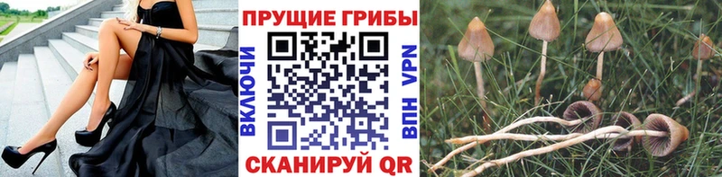 Галлюциногенные грибы Magic Shrooms  ссылка на мегу маркетплейс  Урус-Мартан 